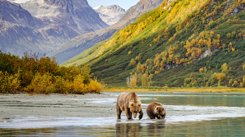 Bears in Lake Clark surrounded by mountains