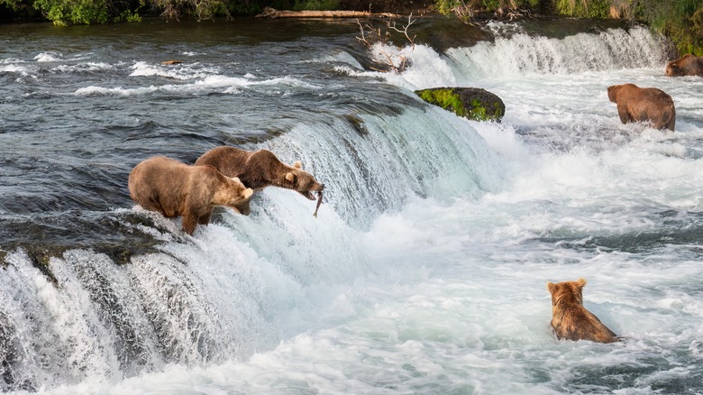 Brown bears fishing at Brooks Falls