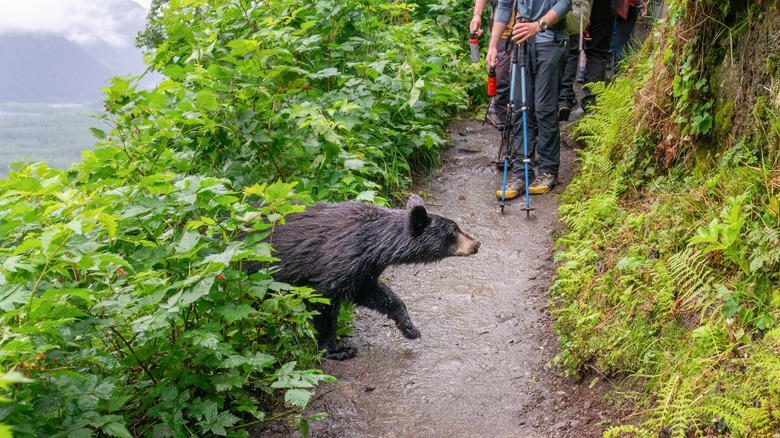 Bear crossing trail with hikers at Kenai Fjords National Park