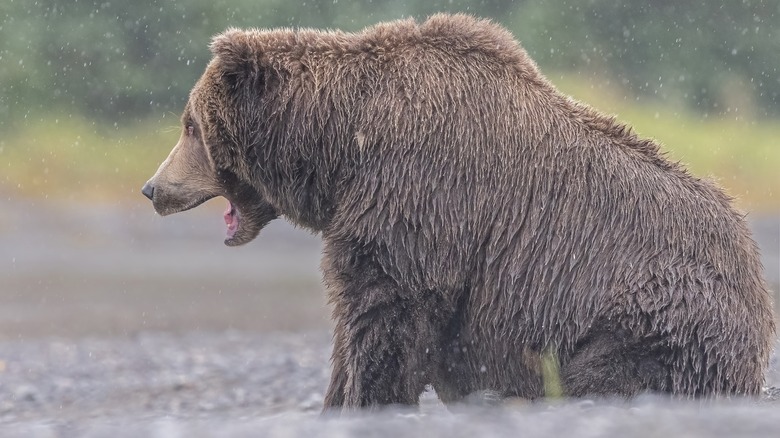 Bear fishing in Wrangell-St. Elias National Park