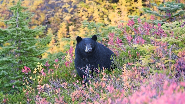 Wild North Cascades black bear in bushes