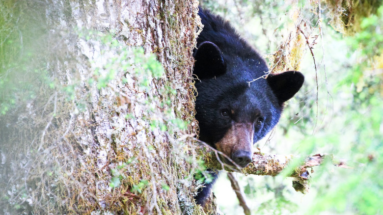 Black bear behind tree in Olympic National Park