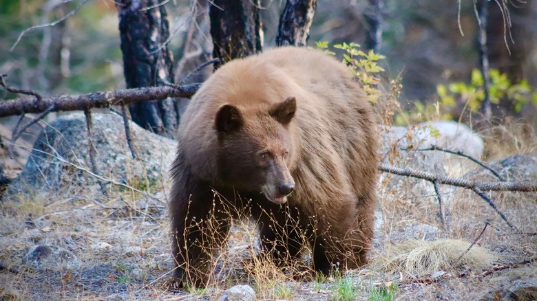 Bear in Sequoia National Park