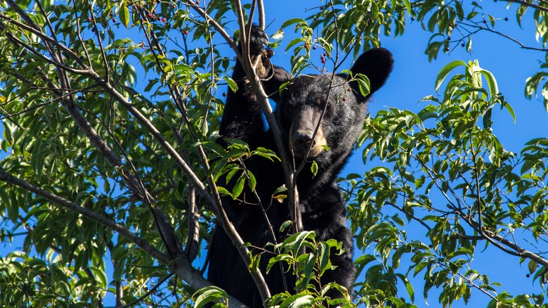 Bear in tree in Shenandoah National Park