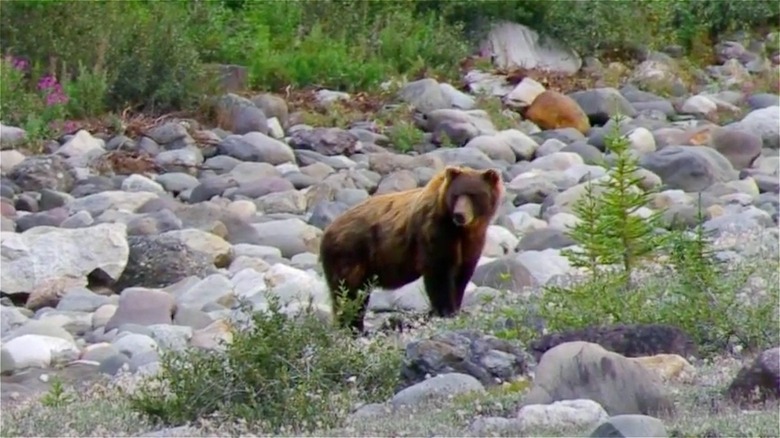 Bear standing in Wrangell-St. Elias National Park