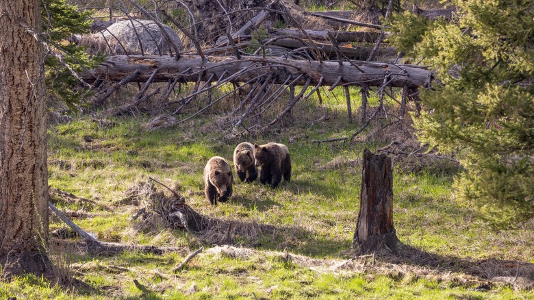 Grizzly bears in Yellowstone National Park