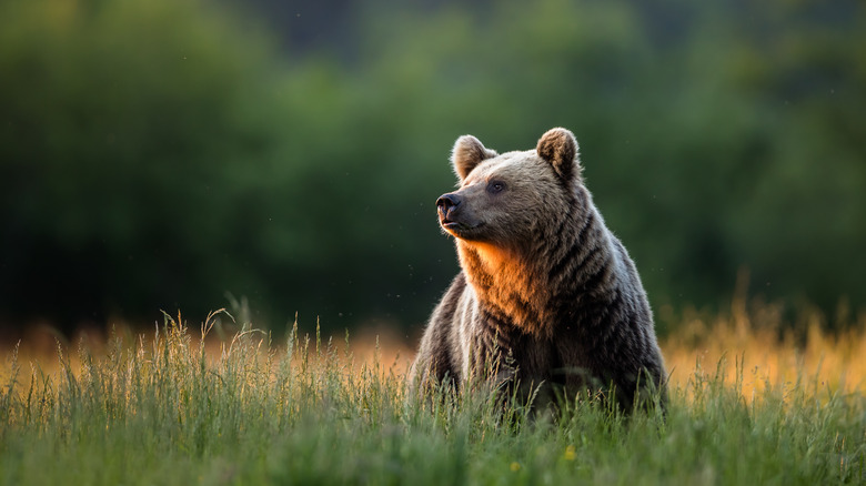 Large brown bear in a field 