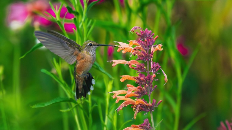 Hummingbird eating at agastache plant 