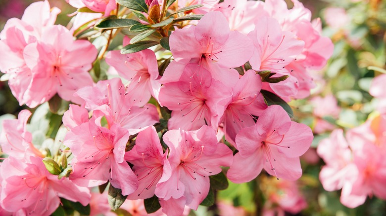 Pink azalea flowers 