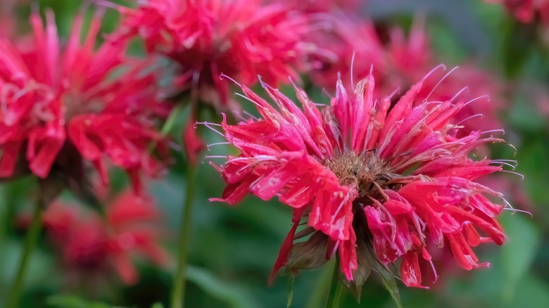 Red bee balm closeup 