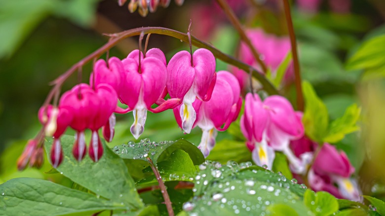 Pink bleeding heart flowers 