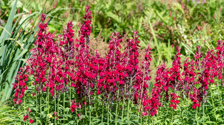 Row of red cardinal flowers 