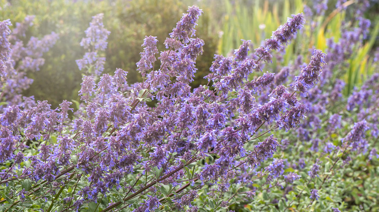 Tall purple catmint