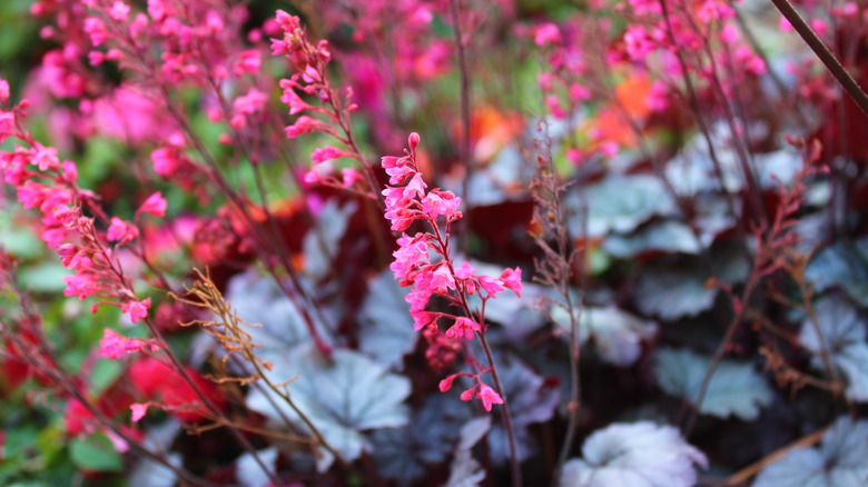 Blossoming coral bells 