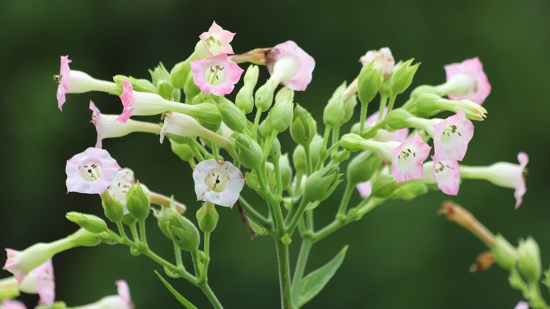 Flowering tobacco bell flowers 