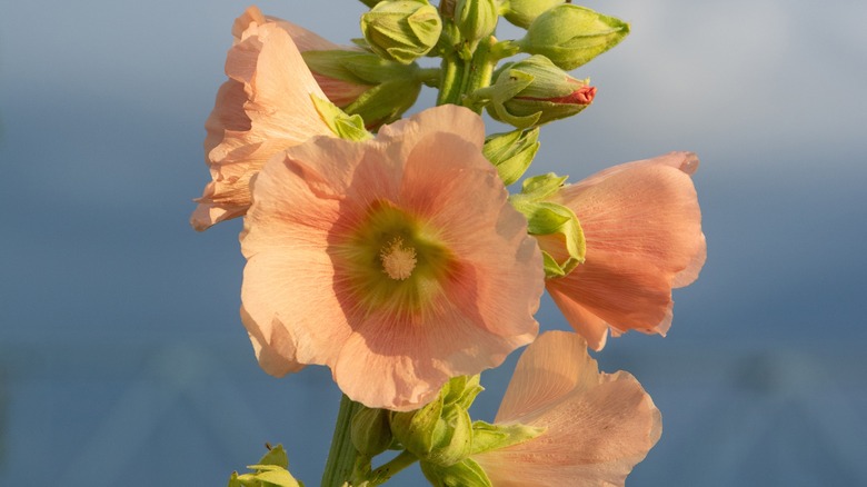 Closeup all orange hollyhock