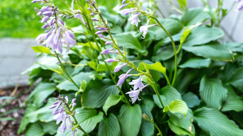 Large hosta plant with flowers 