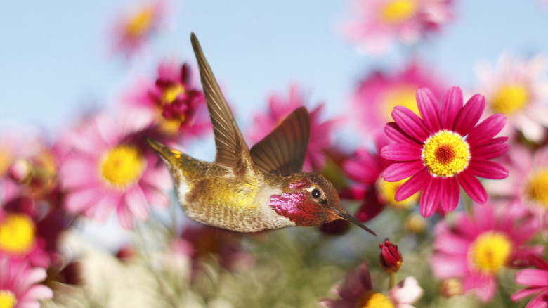 Colorful hummingbird in a flower garden 