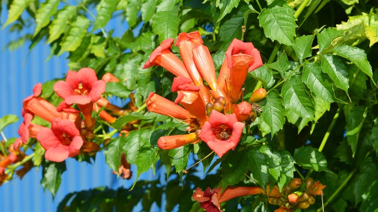 Tall trumpet creepers with bees 