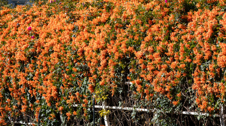 Bush of trumpet honeysuckle 