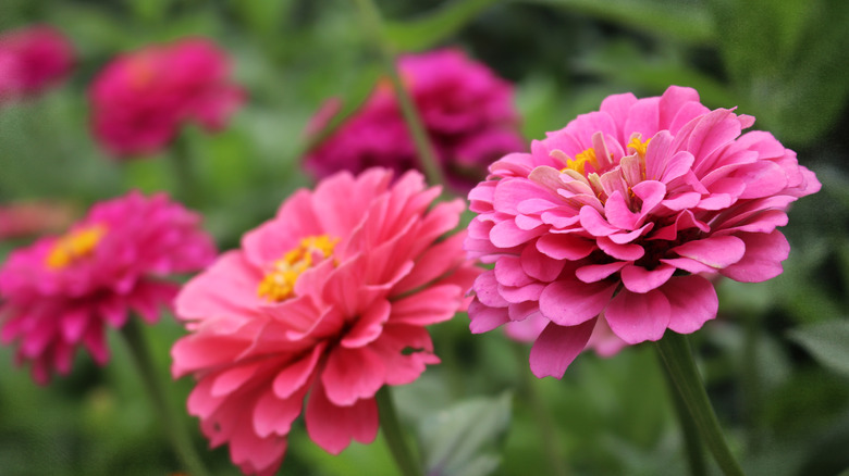 Pink double zinnia