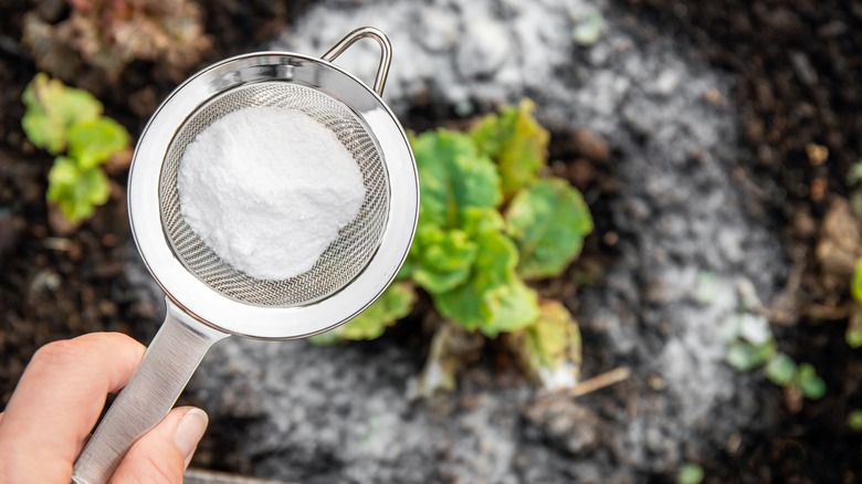 Hand sprinkling baking soda over plant and soil