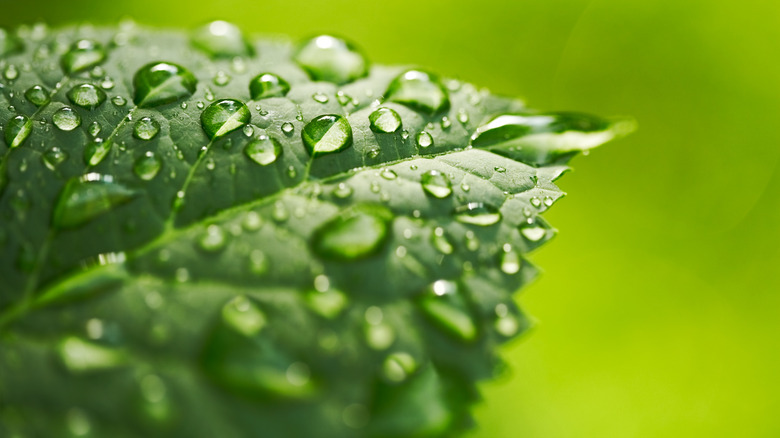Closeup of water droplets on leaf