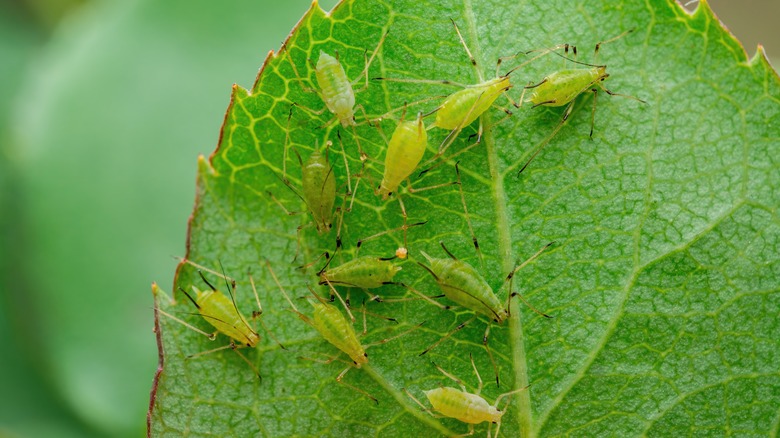 Close-up ofphid colony on leaf
