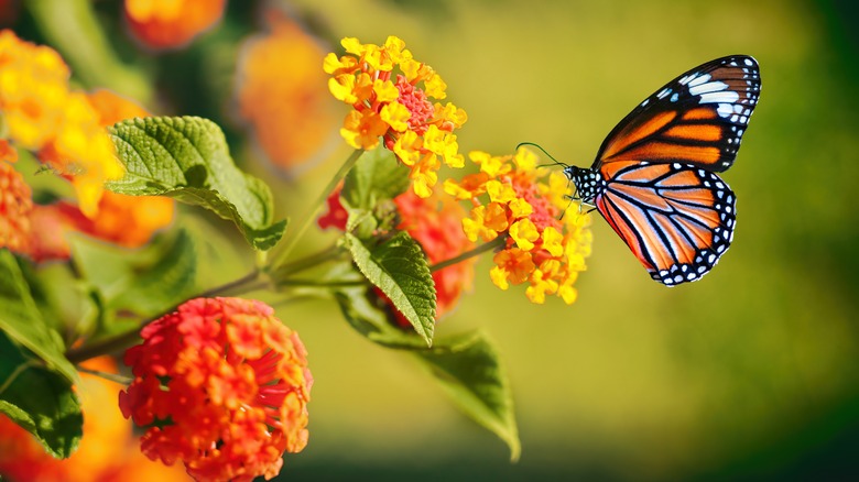 Monarch butterfly on flower 