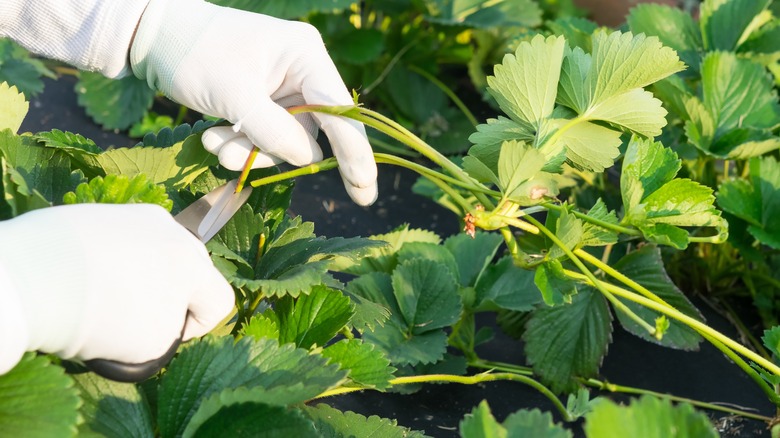 Gardner pruning strawberry shoots