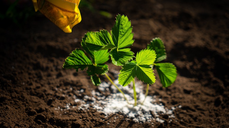 Adding fertilizer to strawberries