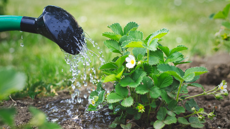 watering can watering strawberry plant