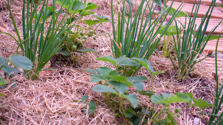 Strawberries with companions