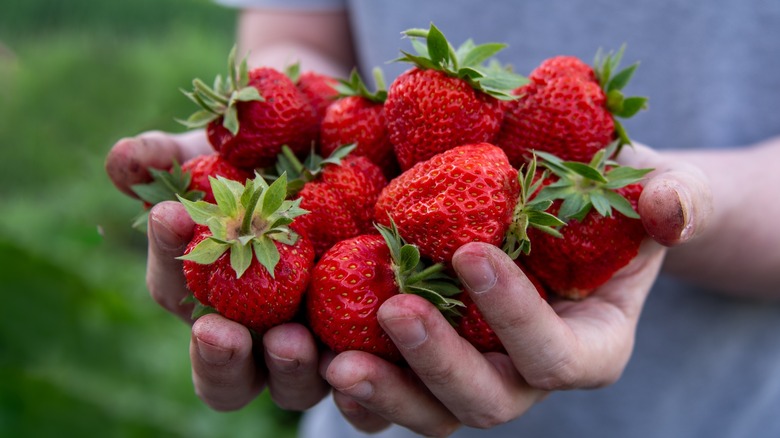 Handful of huge strawberries