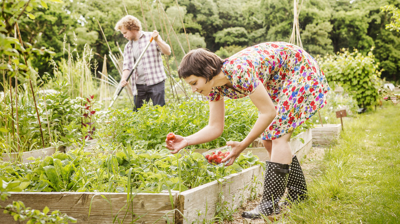 Gardeners working a strawberry plot