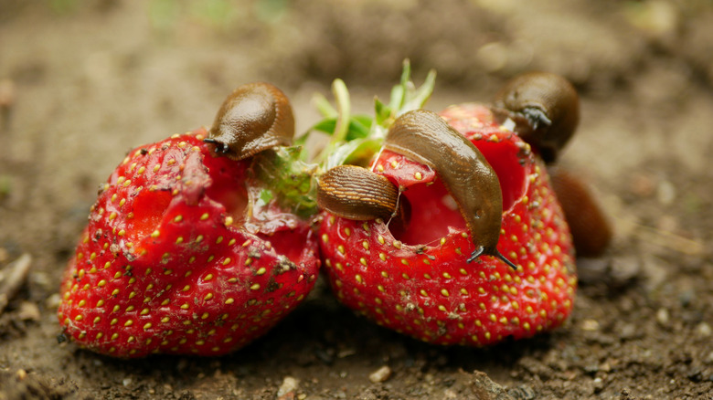 Slugs eating strawberries