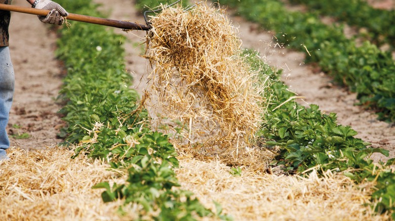 Mulching strawberry beds with straw