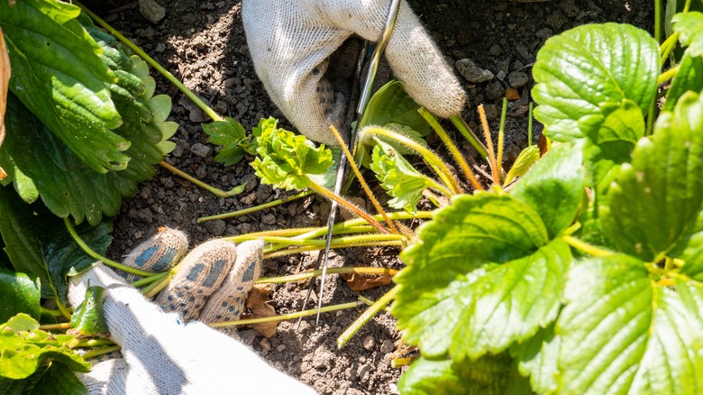 Cutting back strawberry plants