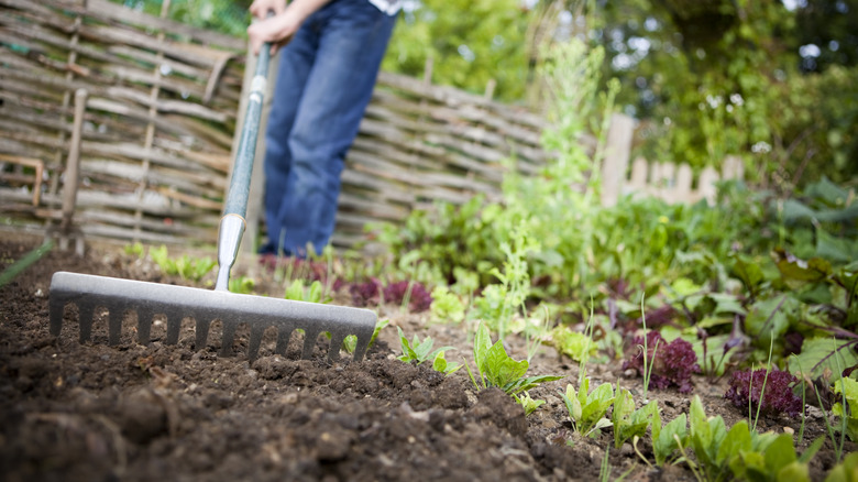 gardener raking garden