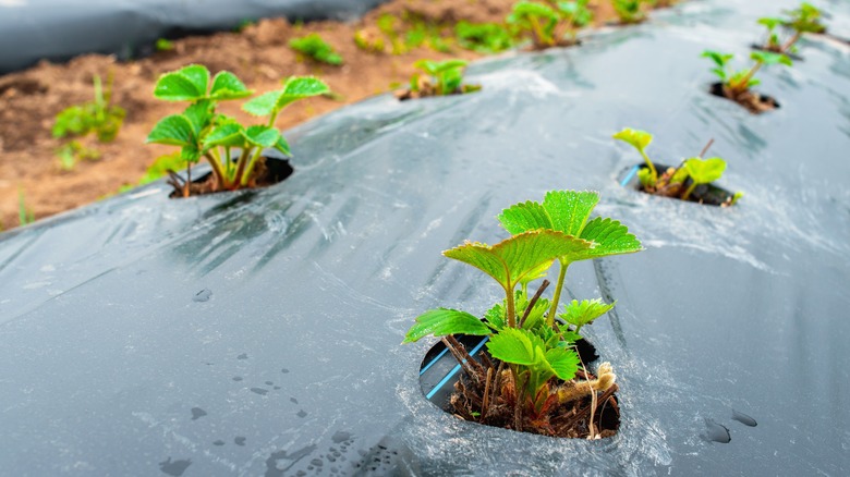 Strawberry rows