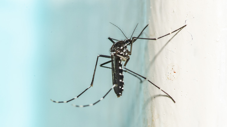 Aedes mosquito