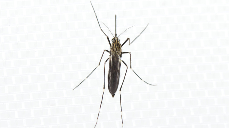 Aedes japonicus (Asian Bush mosquito)