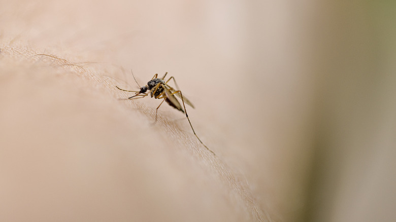 Mosquito on human body