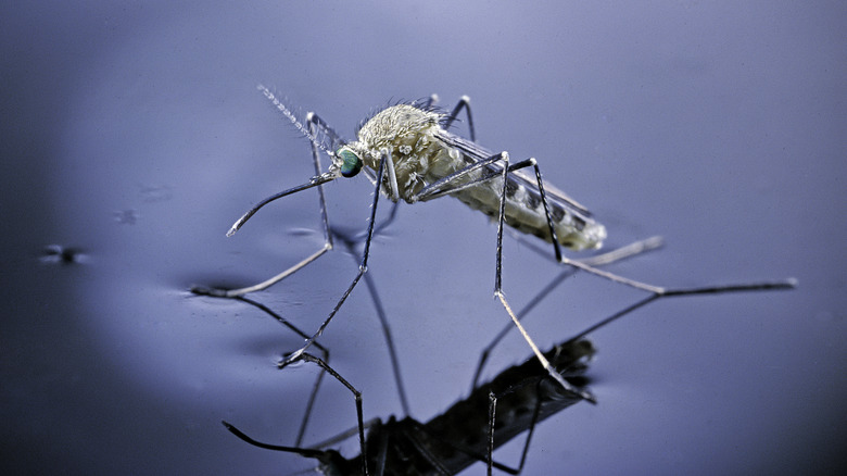 Culex mosquito