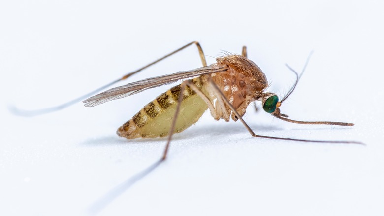 Culenx pipiens mosquito