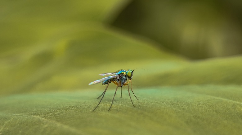 greenish mosquito on leaf