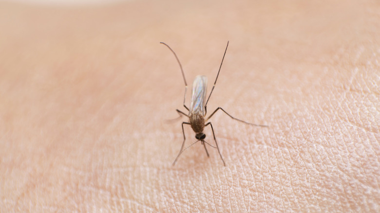 Mansonia  mosquito on skin