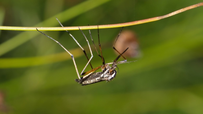 Psorophora mosquito on plant