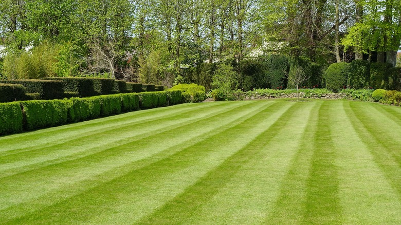 Beautifully green lawn