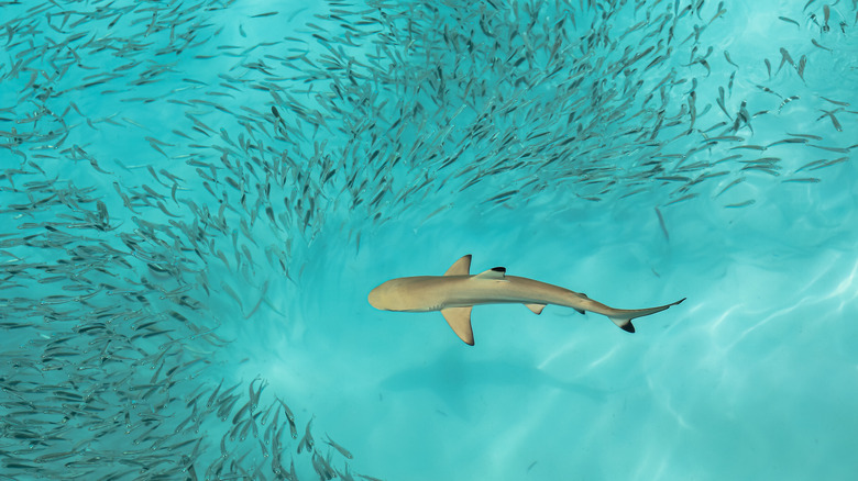 Blacktip Reef shark surrounded by school of fish